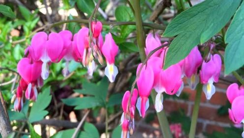 田中美丽 腾讯视频