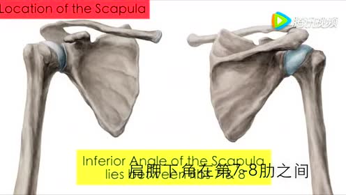 肩胛骨解剖 腾讯视频