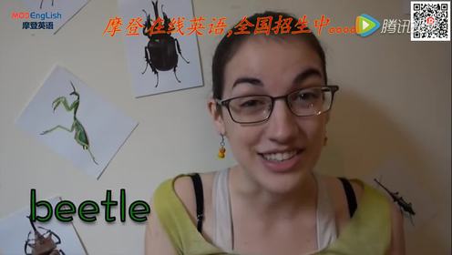 昆虫英语单词 腾讯视频