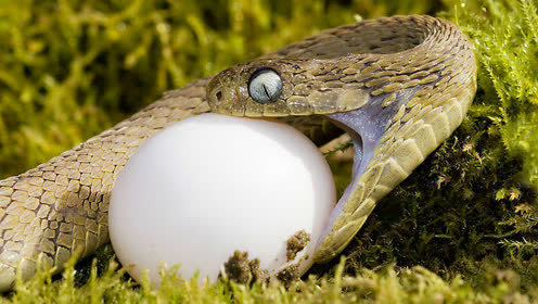 来看看蛇是怎样吃鸟蛋的:卸掉下颚整个吞食
