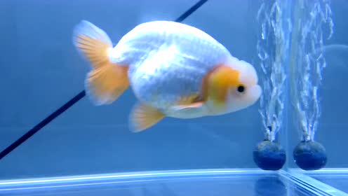 花寿金鱼 腾讯视频