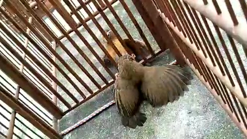 画眉鸟打斗欣赏
