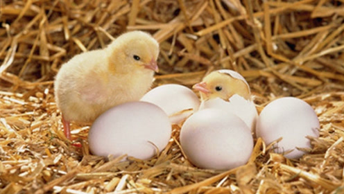 实拍孵小鸡过程,历时9个小时,小鸡出壳啦