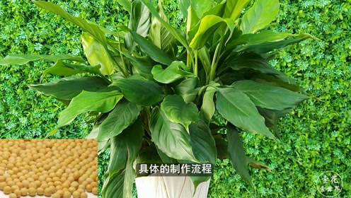 万年青 腾讯视频