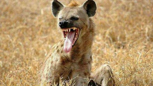 楝g嫍鎷ユ湁鎬紓鐨勭敓娈栫郴缁燂紝鐢熷瀛愭槸闈炲父鍗遍櫓鐨勪