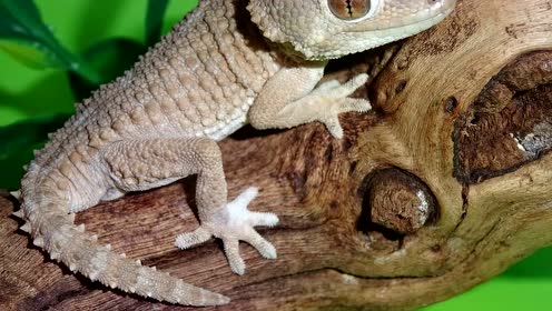 头盔守宫 | 今天骗你养点啥