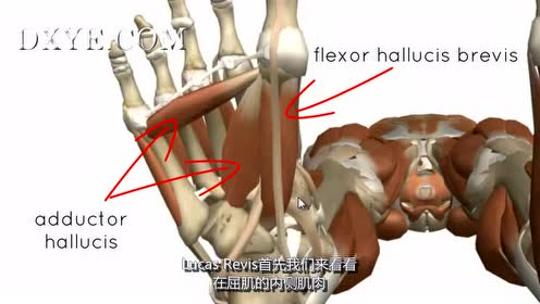 足部肌肉 腾讯视频
