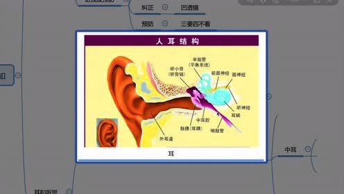 七年级生物下册第六章 人体生命活动的调节4.激素调节