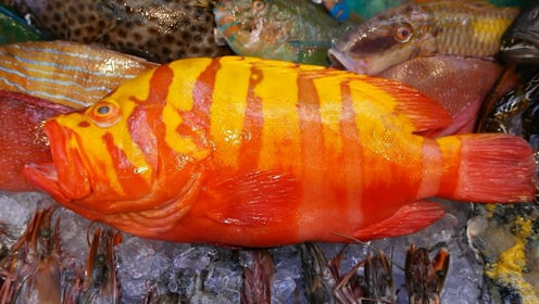 日本巨头海王星石斑鱼,这么漂亮的石斑你见过吗?真是难得的美味