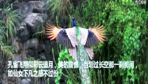 时间拍的孔雀飞行 腾讯视频