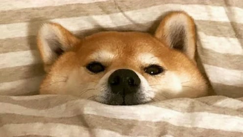 柴犬怕冷钻被窝