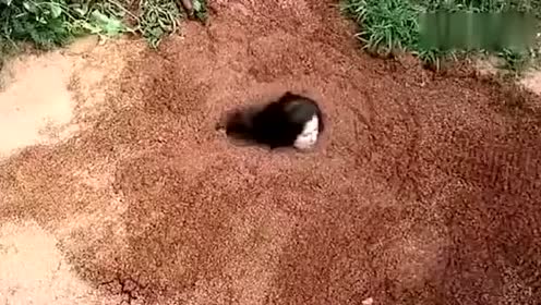 实拍美女被沼泽吞噬全过程 看完吓出一身冷汗