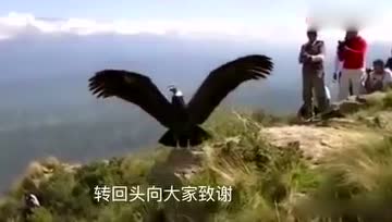 一只被救助的鹰走到崖边，扇动着翅膀，但就是舍不得飞走