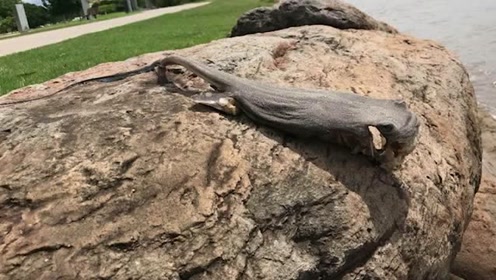 长脚怪鱼躺海滩晒太阳 网民:外星人