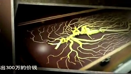 天种山参培养根 腾讯视频