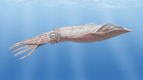 实拍食人巨鱿袭击科学家!太凶残了!