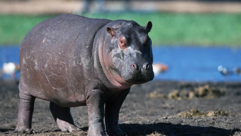 两只非洲公河马抢夺地盘与"老婆" 大战1天1夜老河马不敌惨死