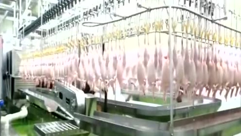 德国全自动化杀鸡流水线,每小时屠宰分割1万多只鸡