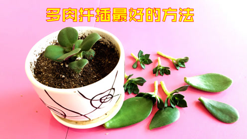 多肉植物最好的扦插方法,生根快株型还好看