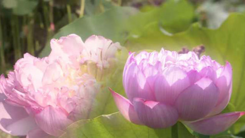 花中再开花?重台莲盛放惊艳满荷塘