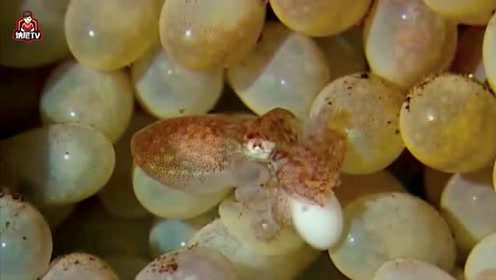 小乌贼出生了,小小只的,想一口一个