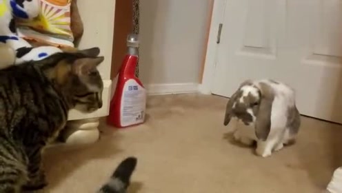 鸵鸟毛的上色技巧 腾讯视频