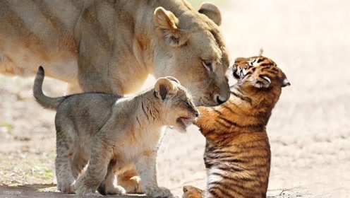 母老虎被猎杀,狮子给小老虎喂奶,镜头拍下全过程!