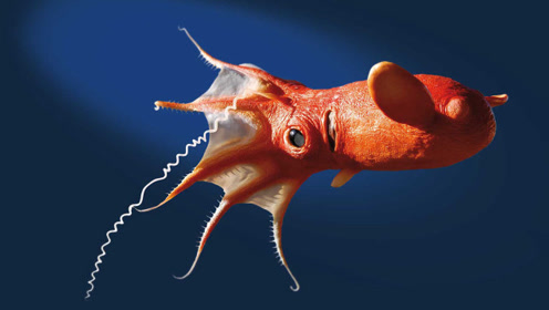 小身体大眼睛的吸血鬼乌贼,海里最恐怖的生物!