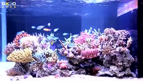 海水混养缸 腾讯视频