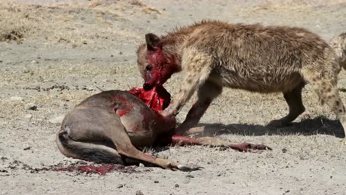 非洲鬣狗到底有多凶残?啃食肠子野牛嘶吼,残忍画面惨不忍睹!