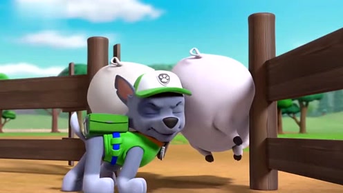 两只小猪卡在门上,阿奇和灰灰真倒霉