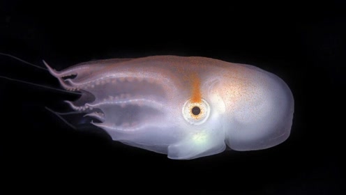 北京女孩在菲律宾拍到稀有七腕章鱼幼体 还是进食状态