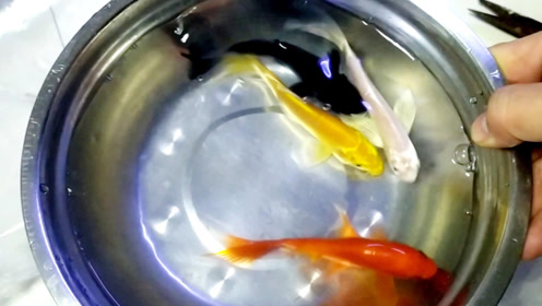 花寿金鱼 腾讯视频