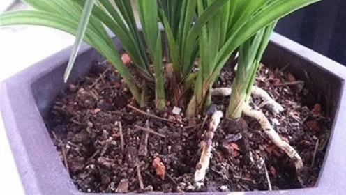 花盆满是小飞虫怎么办 只需一个小物件 彻底消灭花盆里的小飞虫 腾讯视频