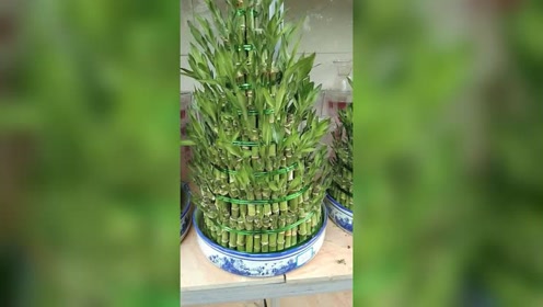 竹花梓 腾讯视频