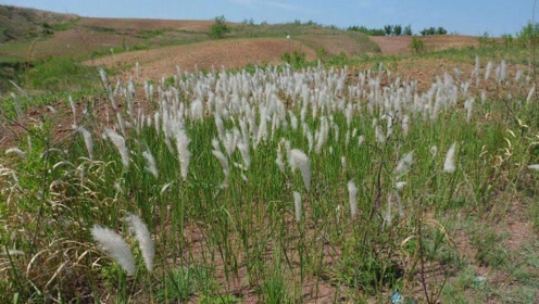农村一种植物,人称"钻地龙",极为珍贵,遇见请别铲除