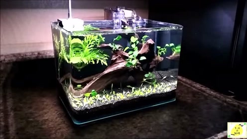 极火虾 腾讯视频