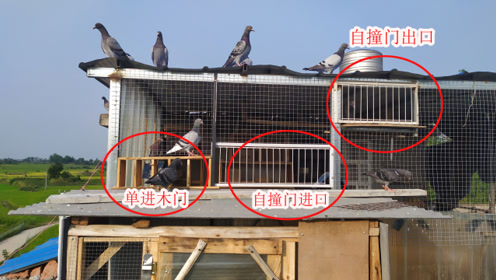 新做的鸽舍入口门,鸽子不会进,看小哥是怎么训练的