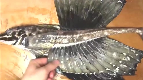 八角鱼 腾讯视频