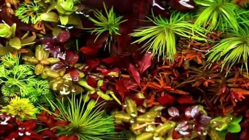 水草景 腾讯视频