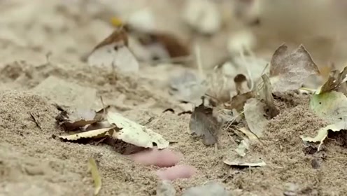 间:2019-10-14上传者:山水人家0:00:43热血尖兵:陈海升普通话都不会说
