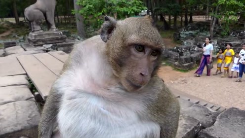 超级懒的猴子!赖上人家小姐姐不走了,越看越觉得可恶