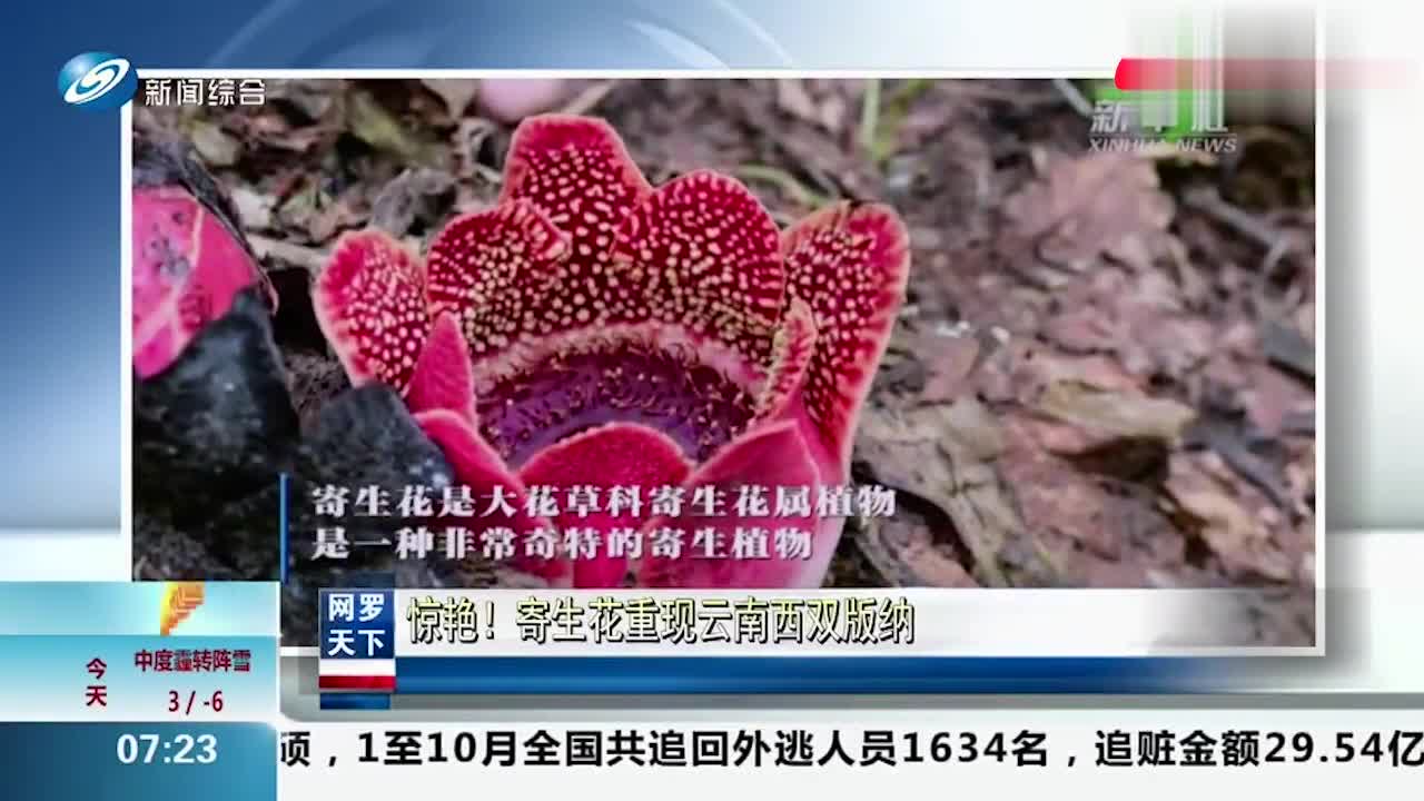 寄生花 植物 搜狗百科