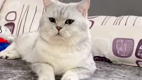 怒猫 腾讯视频