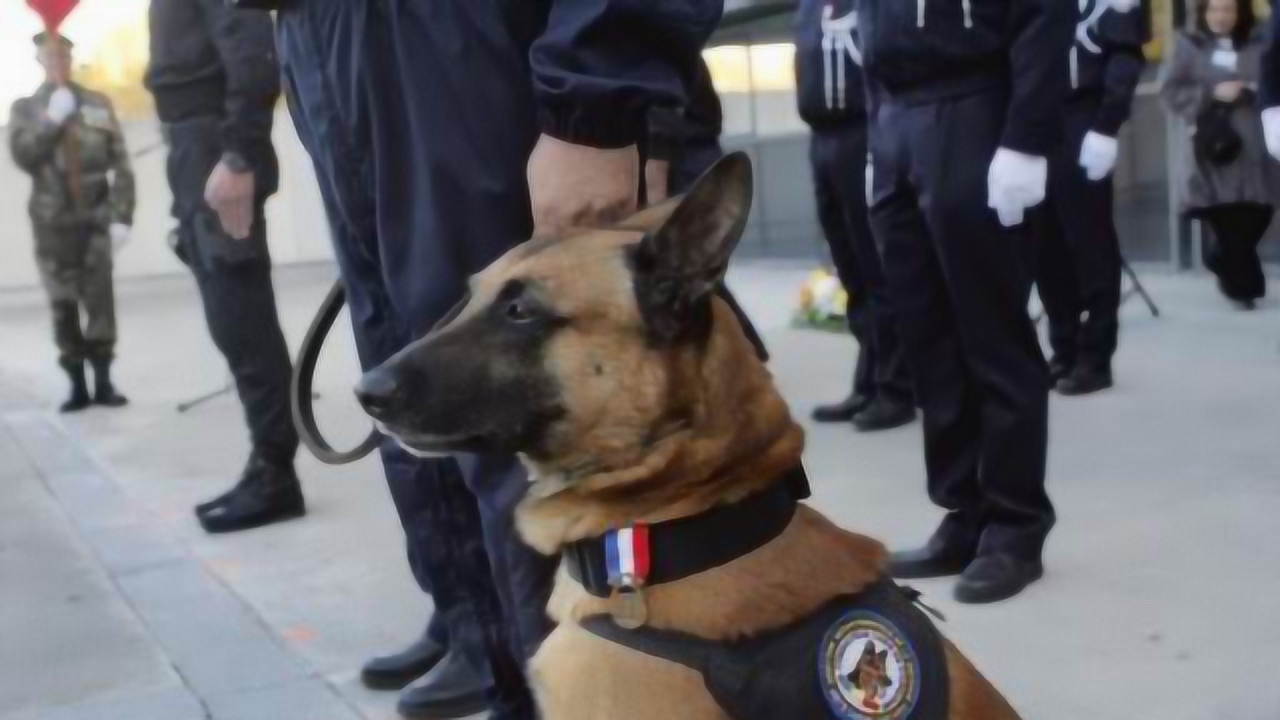 警犬 脊索动物 搜狗百科