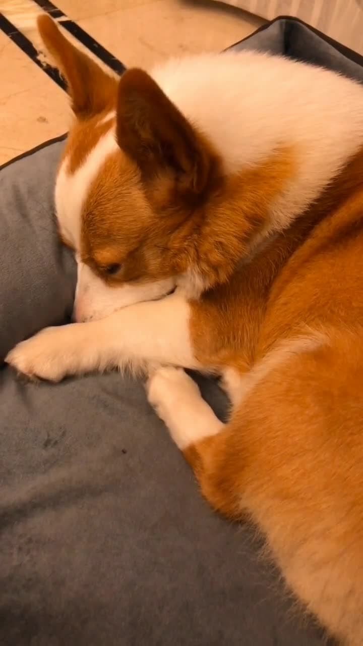 柯基睡觉的样子好可爱,耳朵还是立起来的