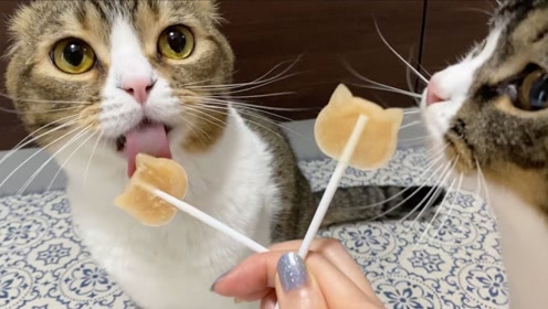 趣味萌宠:可爱小花猫吃糖果