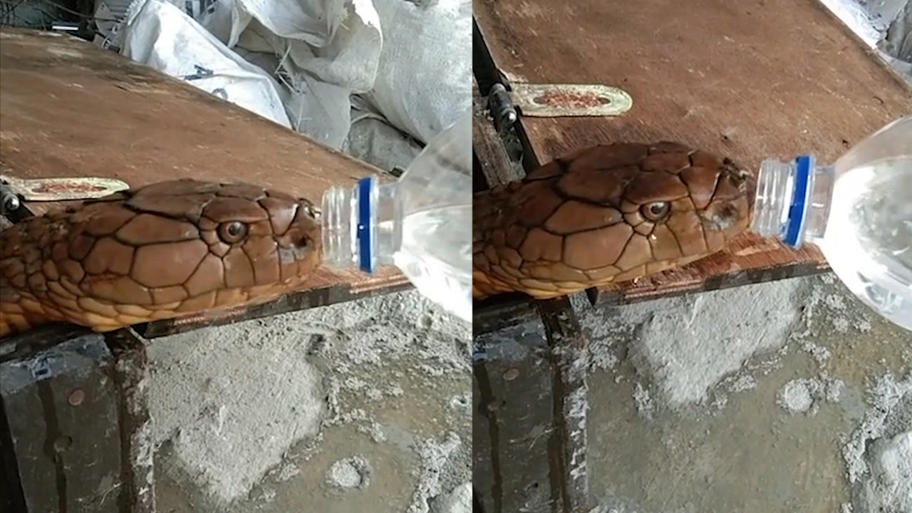 眼镜王蛇蜕皮后严重脱水,小伙见状后主动喂水,下一幕让人意外