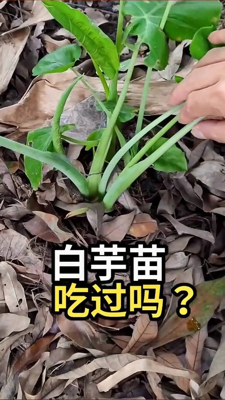 白芋苗可以晒干或者盐腌.