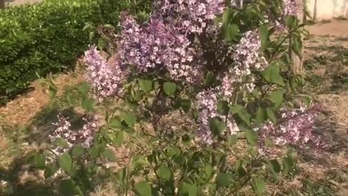 紫色的花额 腾讯视频